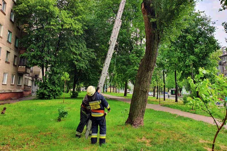 В службу спасения "101" позвонила девочка и попросила снять ее кота с дерева В службу спасения "101" позвонила девочка и попросила снять ее кота с дерева