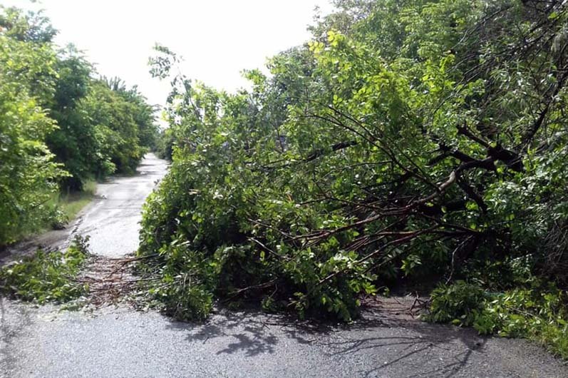 В Днепре на Дальней из-за ветра дерево рухнуло на дорогу 1