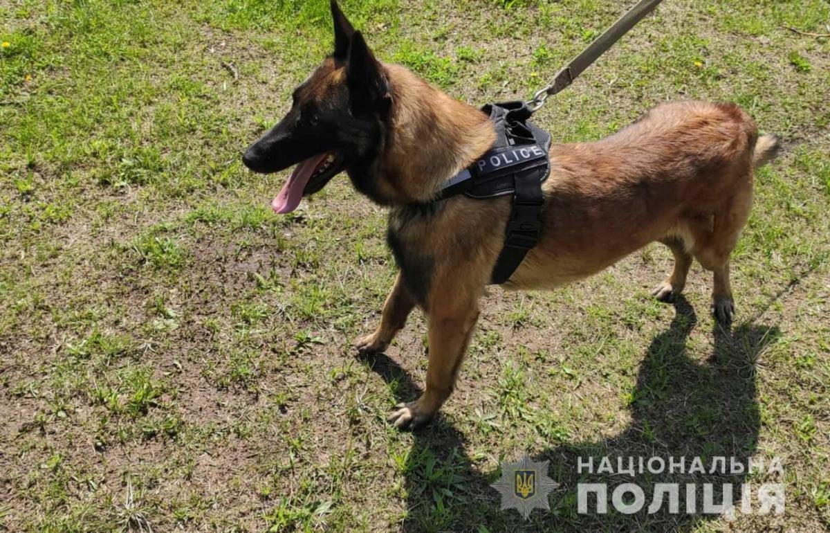 Найти воровку помог служебный пес по кличке Бес Найти воровку помог служебный пес по кличке Бес