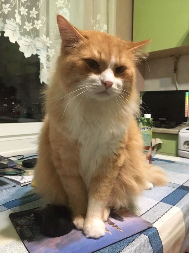 В Днепре пропало много животных: помогите найти 1