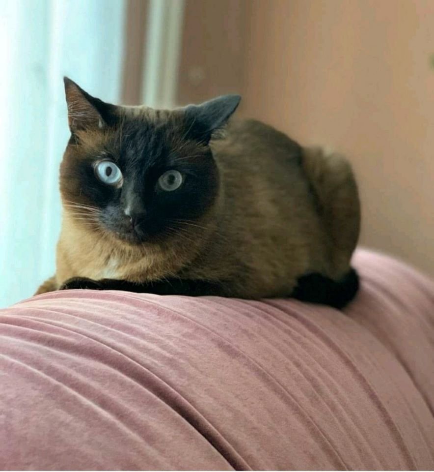 В Днепре пропало много животных: помогите найти 2