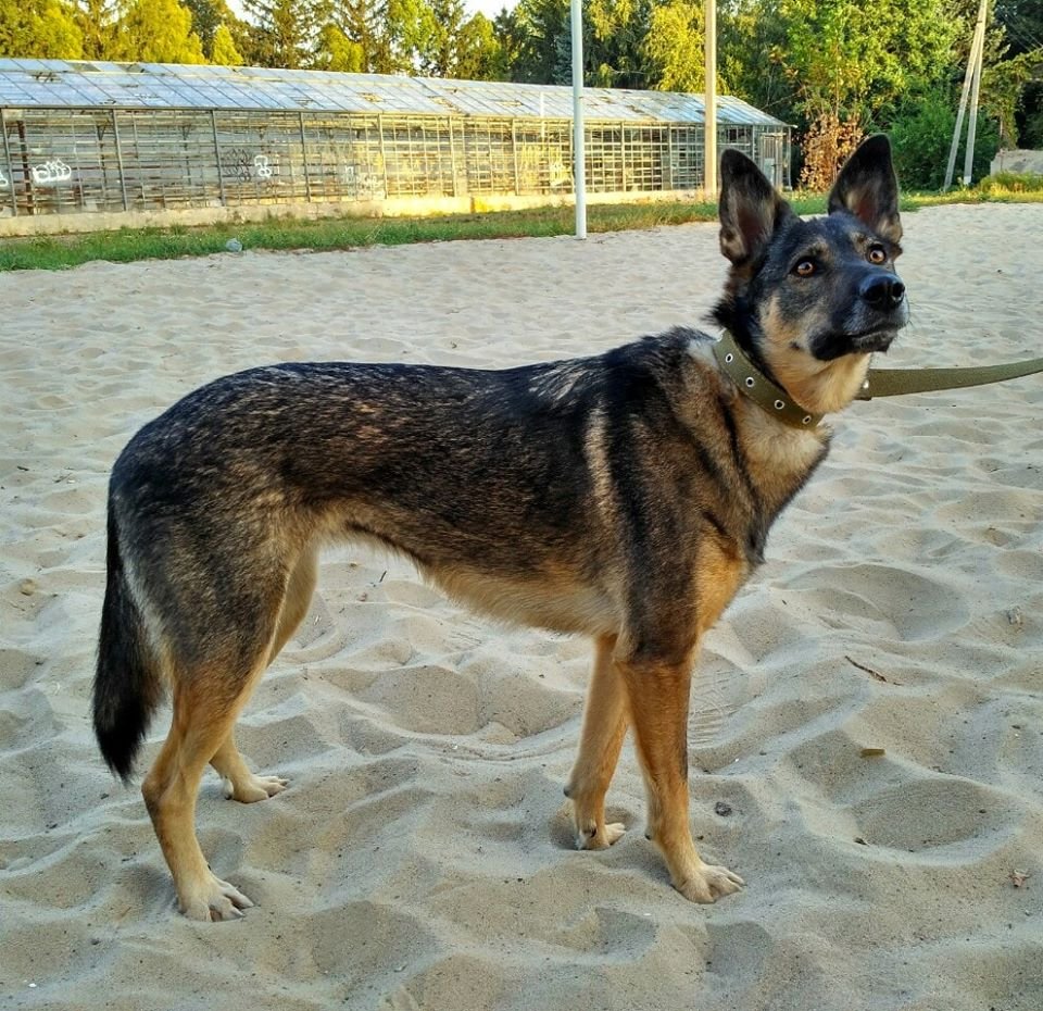 В Днепре пропало много животных: помогите найти 3