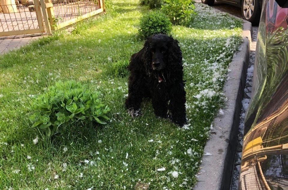 В Днепре пропало много животных: помогите найти 4