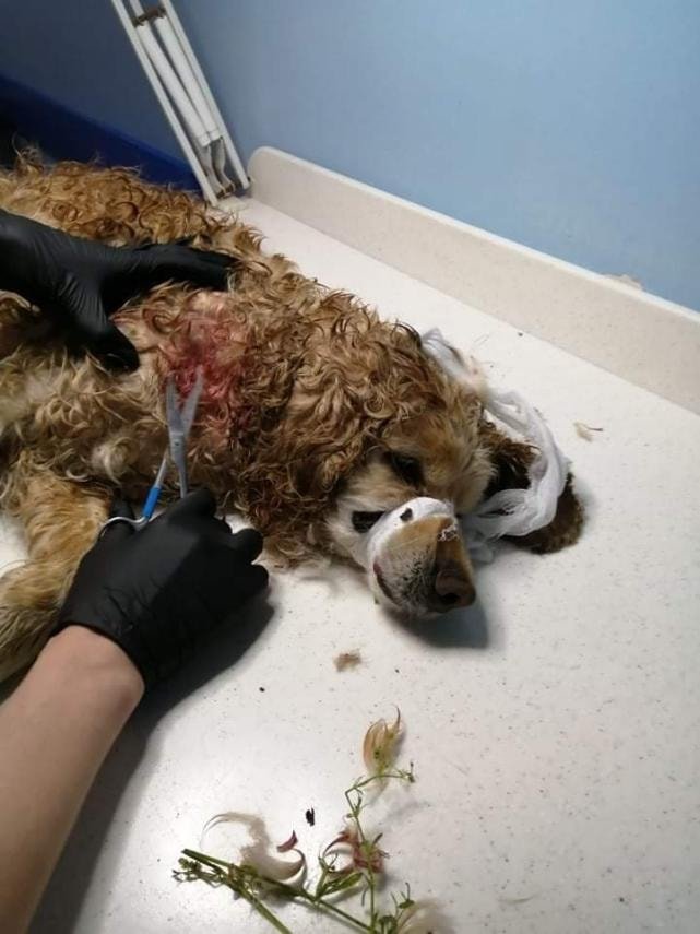 В Днепре пропало много животных: помогите найти 5