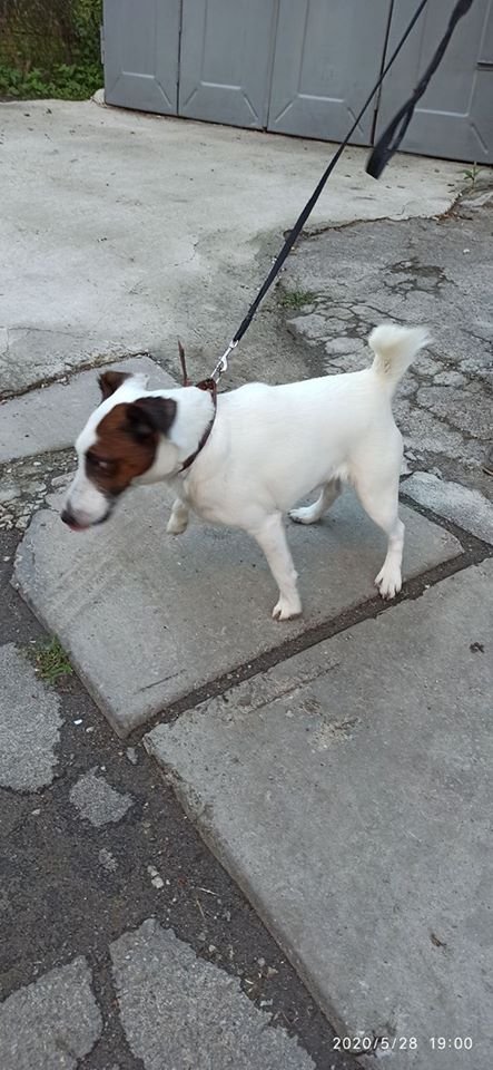 В Днепре пропало много животных: помогите найти 6