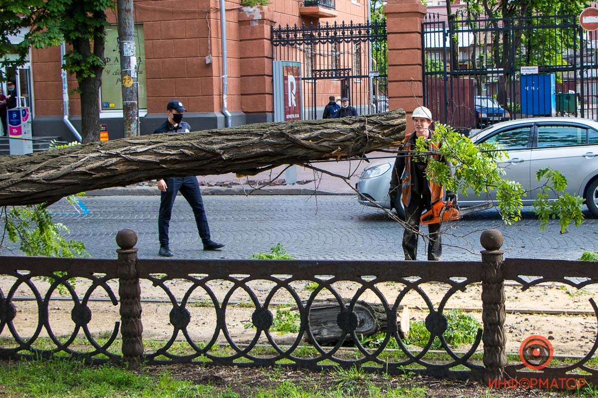 Они распиливают дерево на части Они распиливают дерево на части