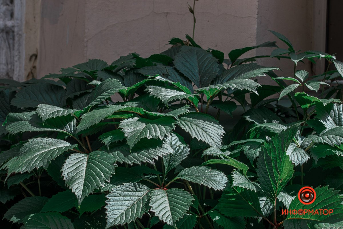 Несмотря на погоду, все цветет