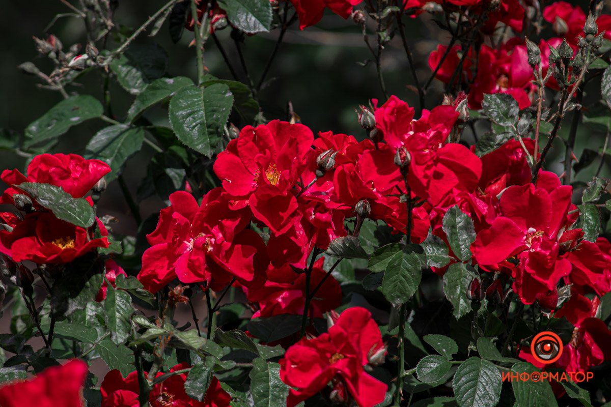 Днепр зацвел белыми цветами и красными бутонами 2