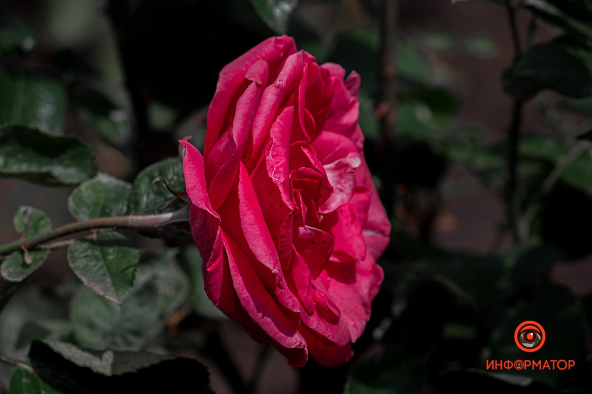 Днепр зацвел белыми цветами и красными бутонами 3