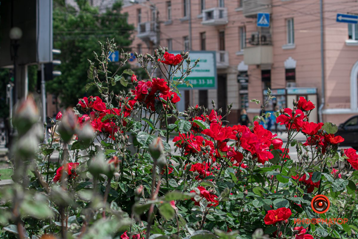 Днепр зацвел белыми цветами и красными бутонами 4