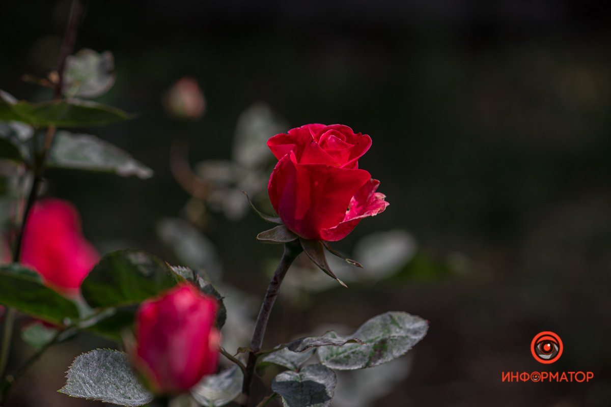 Днепр зацвел белыми цветами и красными бутонами 5