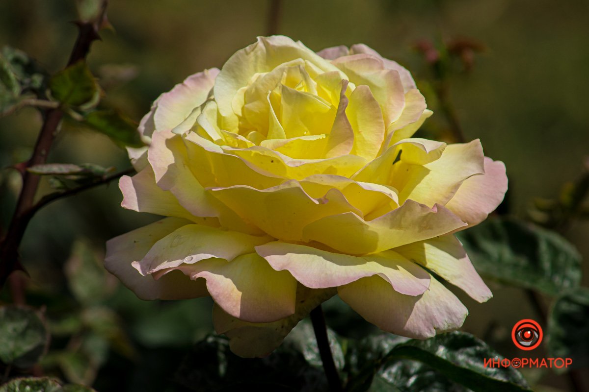 Днепр зацвел белыми цветами и красными бутонами 6