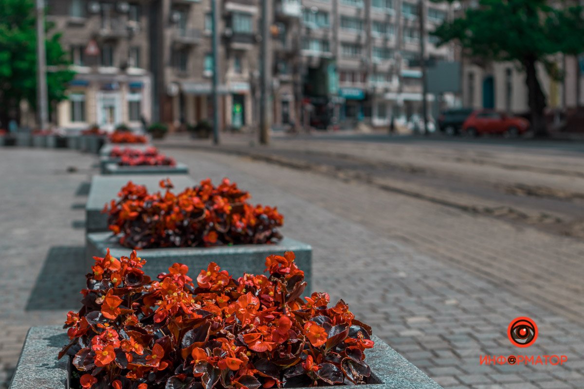 Днепр зацвел белыми цветами и красными бутонами 7