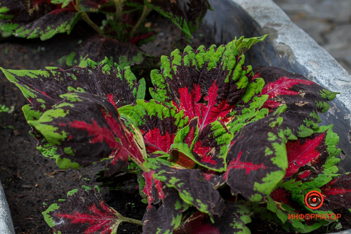 Днепр зацвел белыми цветами и красными бутонами 8