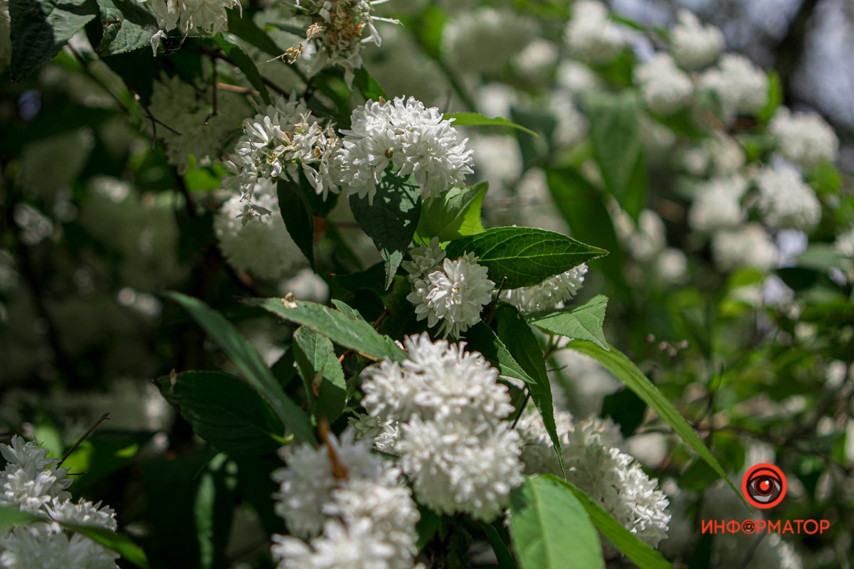 Днепр зацвел белыми цветами и красными бутонами 9