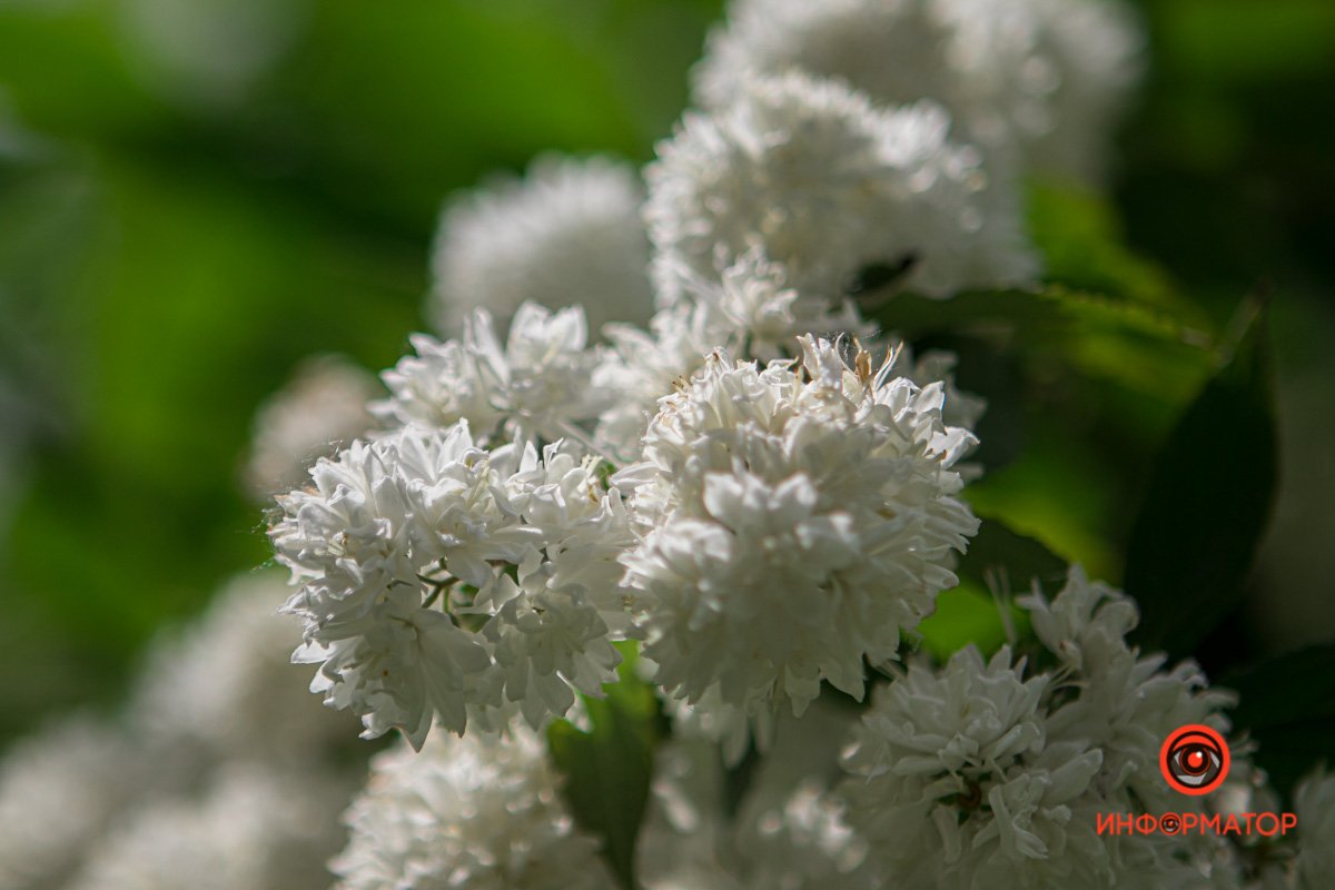 Днепр зацвел белыми цветами и красными бутонами 10