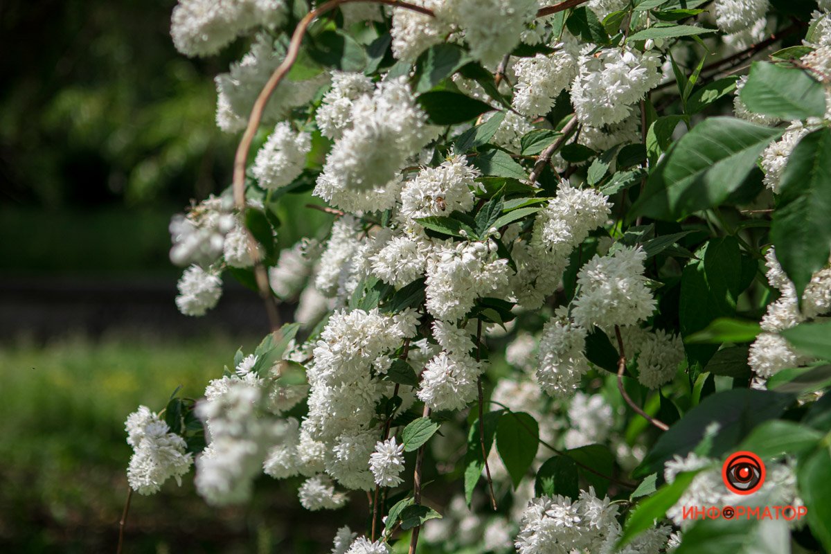 Днепр зацвел белыми цветами и красными бутонами 12