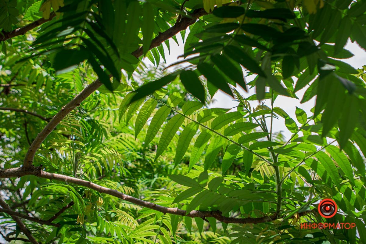 Днепр зацвел белыми цветами и красными бутонами 13