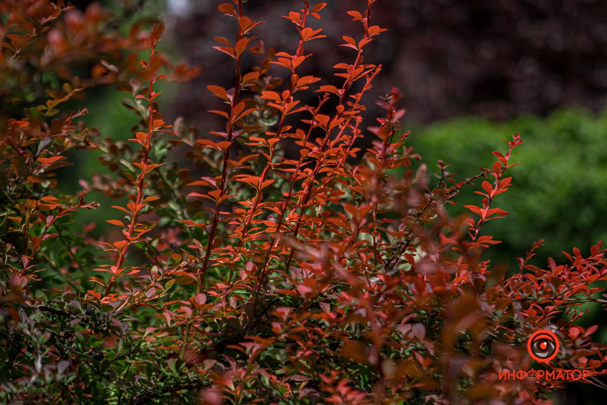 Цвета весны