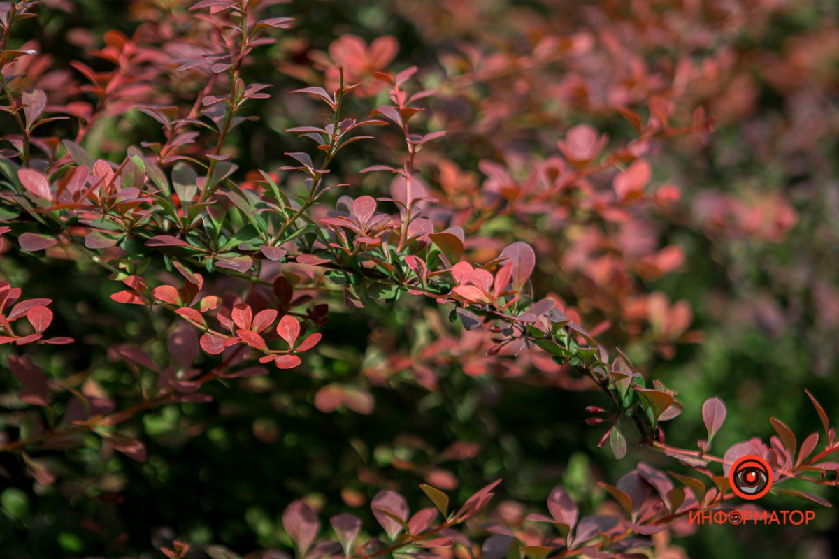 Днепр зацвел белыми цветами и красными бутонами 15