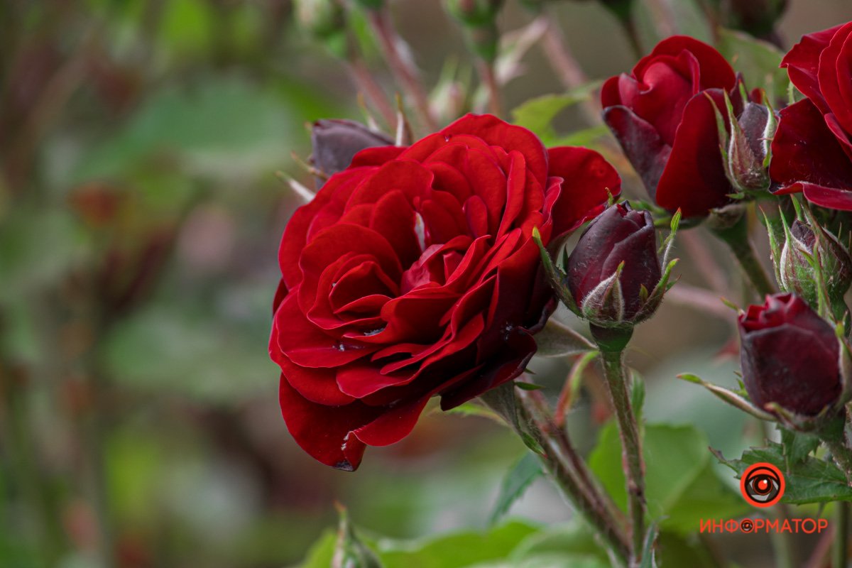 Днепр зацвел белыми цветами и красными бутонами 16