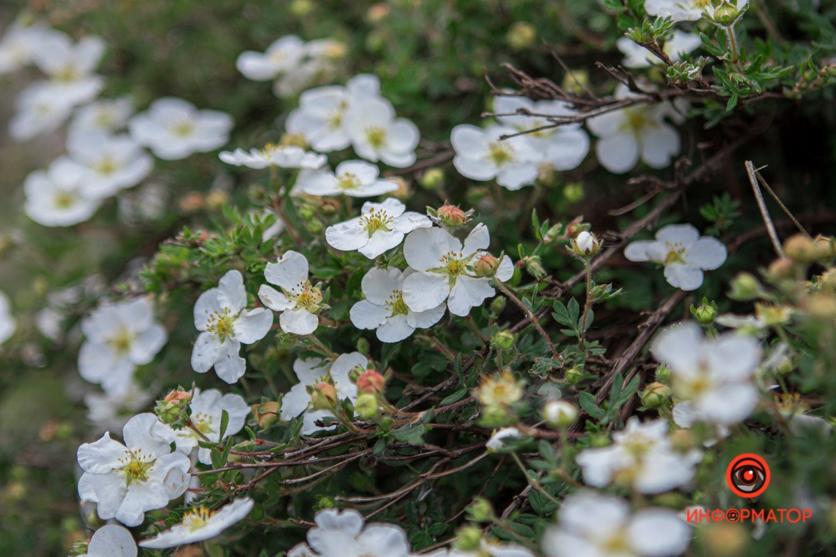 Днепр зацвел белыми цветами и красными бутонами 17
