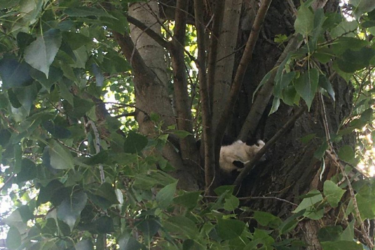 Испуганный хвостик залез на дерево