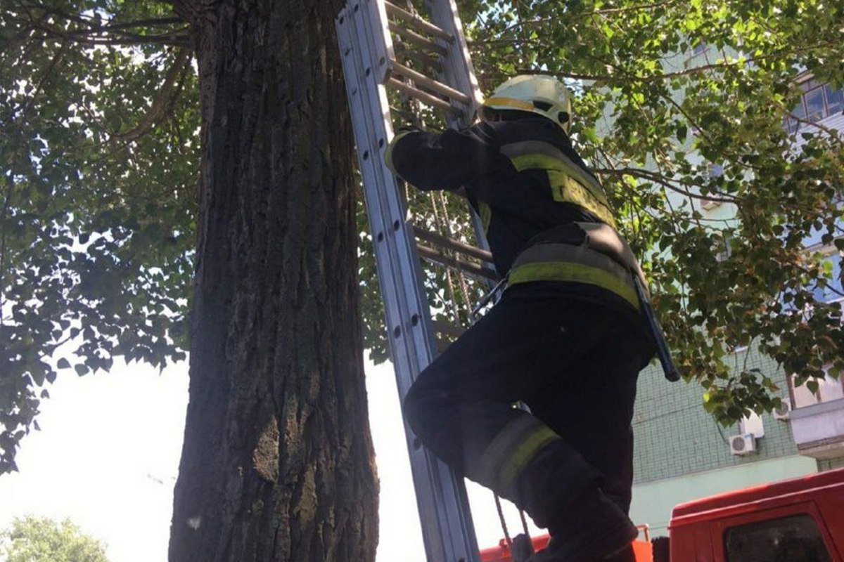 Добирались к котику по лестнице