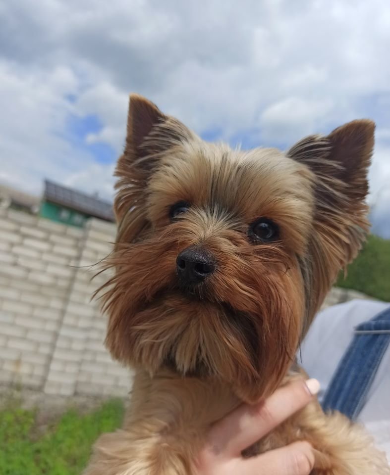 В Днепре пропало много животных: помогите найти 1