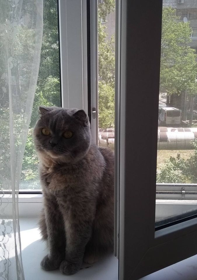 В Днепре пропало много животных: помогите найти 2