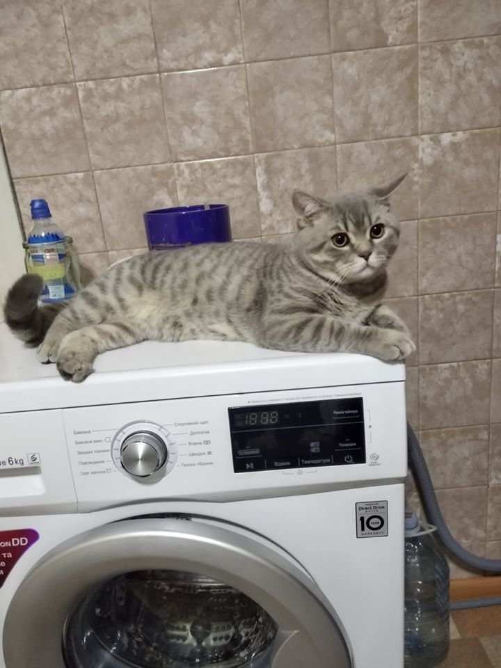 В Днепре пропало много животных: помогите найти 3