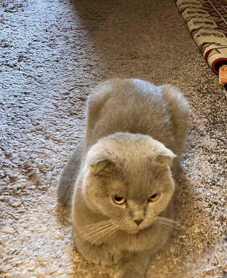 В Днепре пропало много животных: помогите найти 5