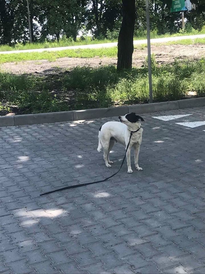 В Днепре пропало много животных: помогите найти 6