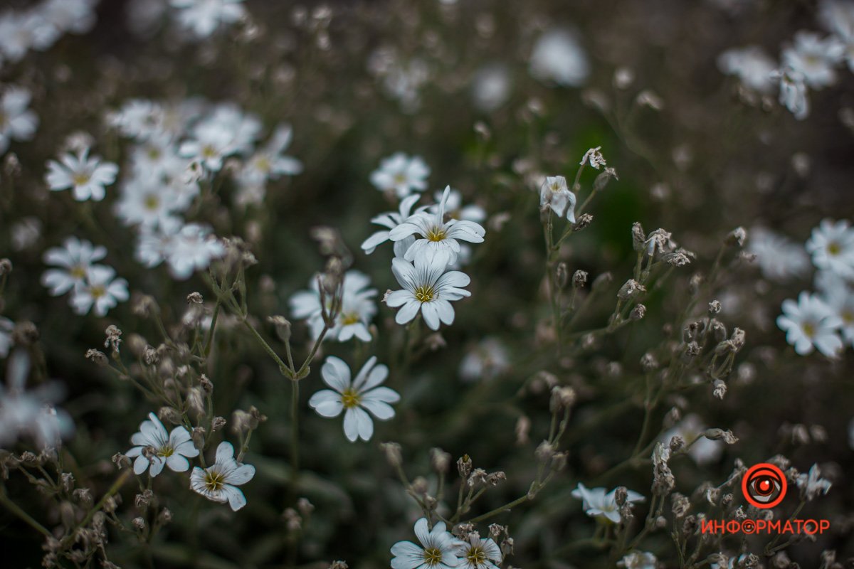 Днепр расцвел розами и ромашками 1