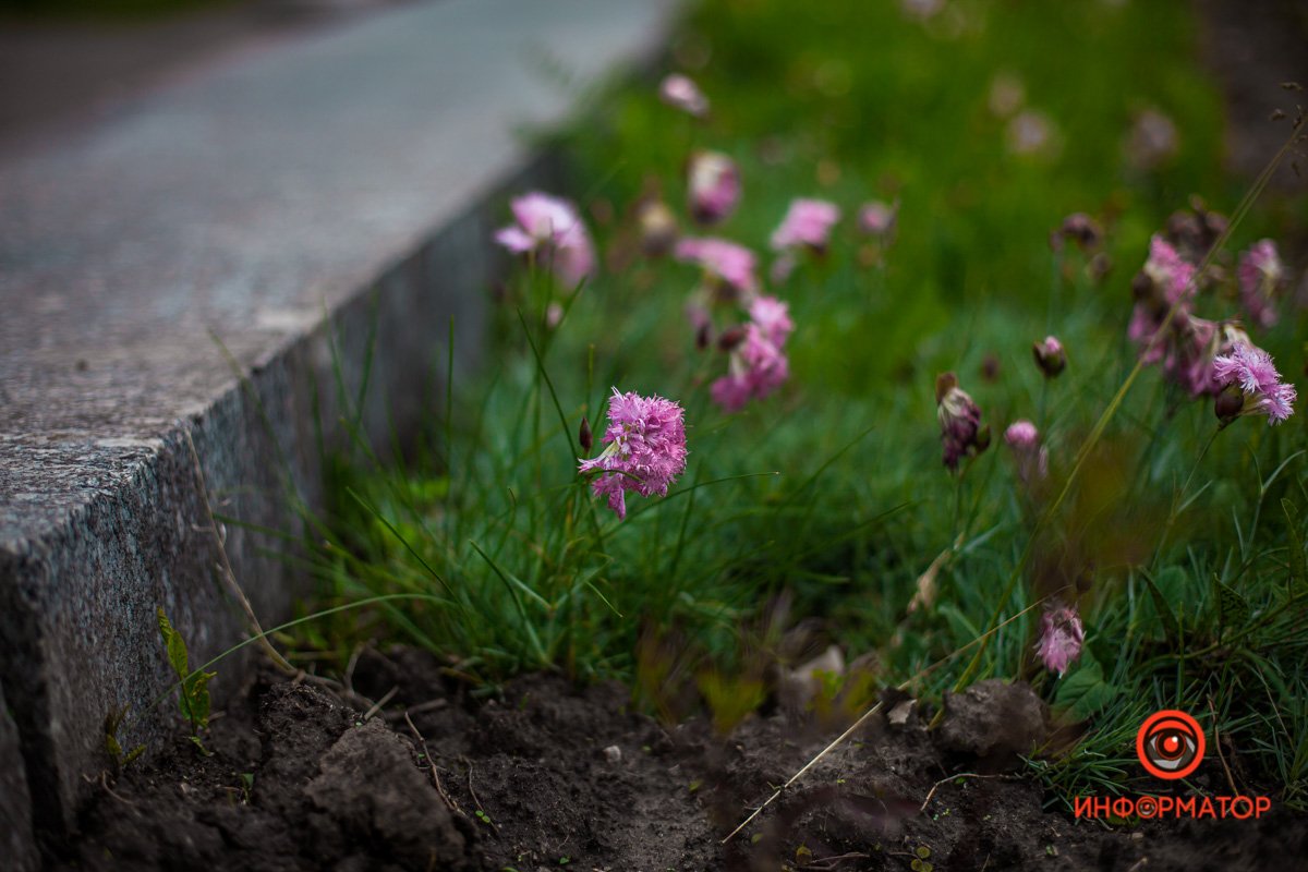 Днепр расцвел розами и ромашками 3