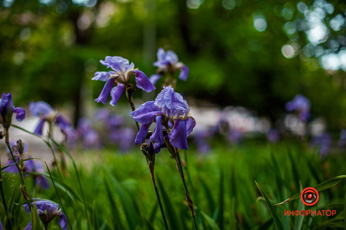 Днепр расцвел розами и ромашками 4