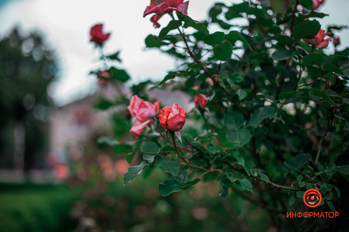 Днепр расцвел розами и ромашками 7