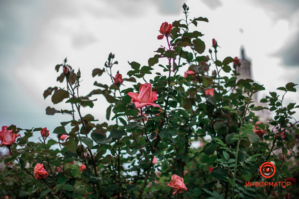 Днепр расцвел розами и ромашками 8