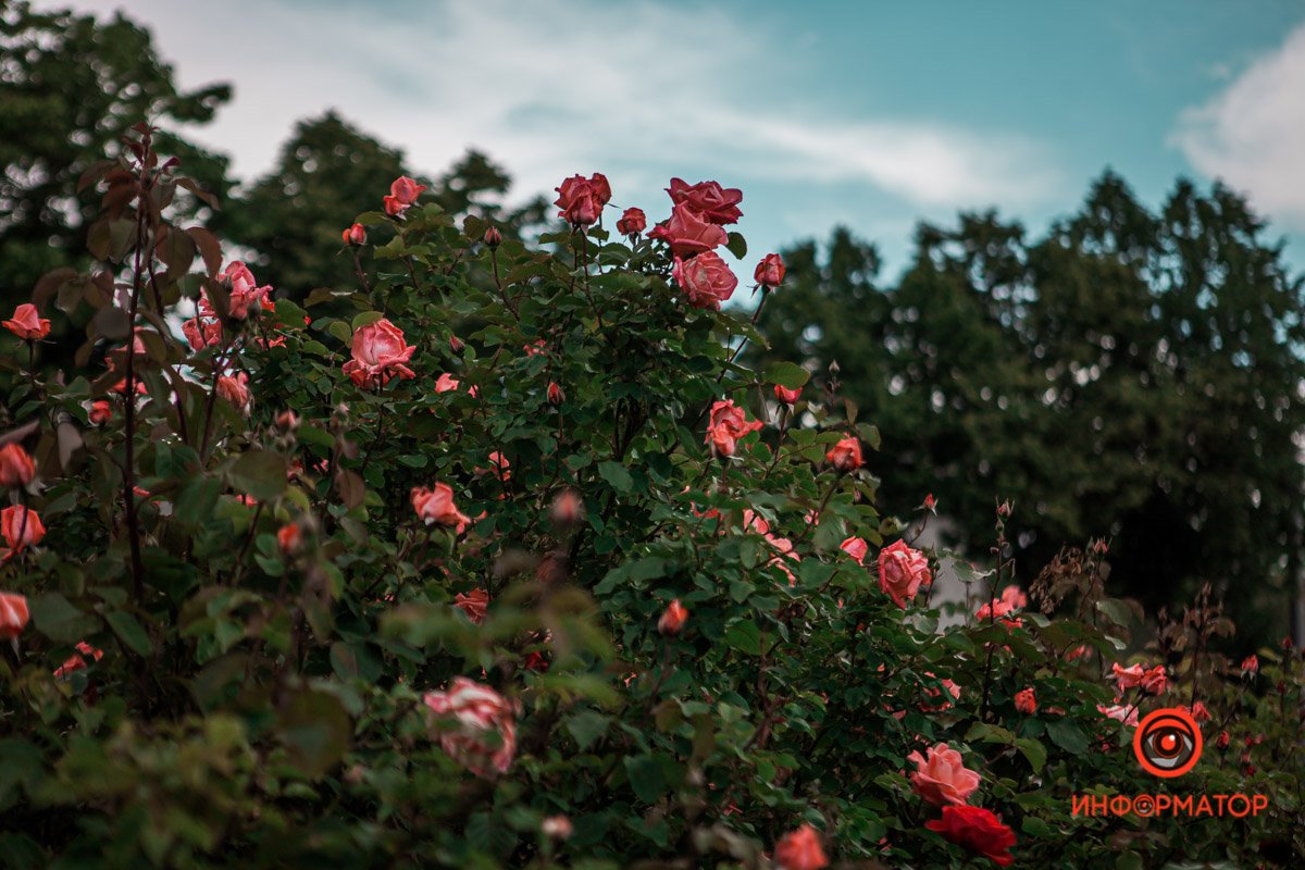 Днепр расцвел розами и ромашками 9