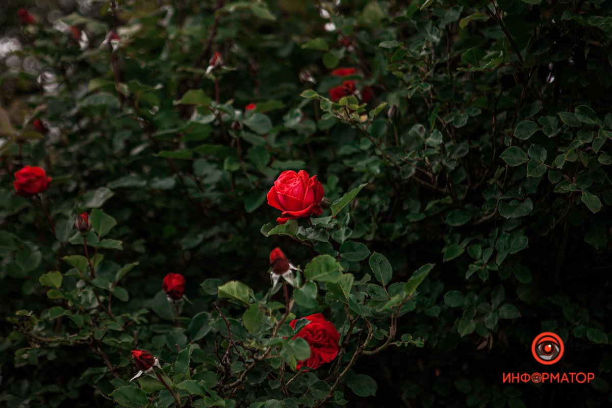 Днепр расцвел розами и ромашками 11