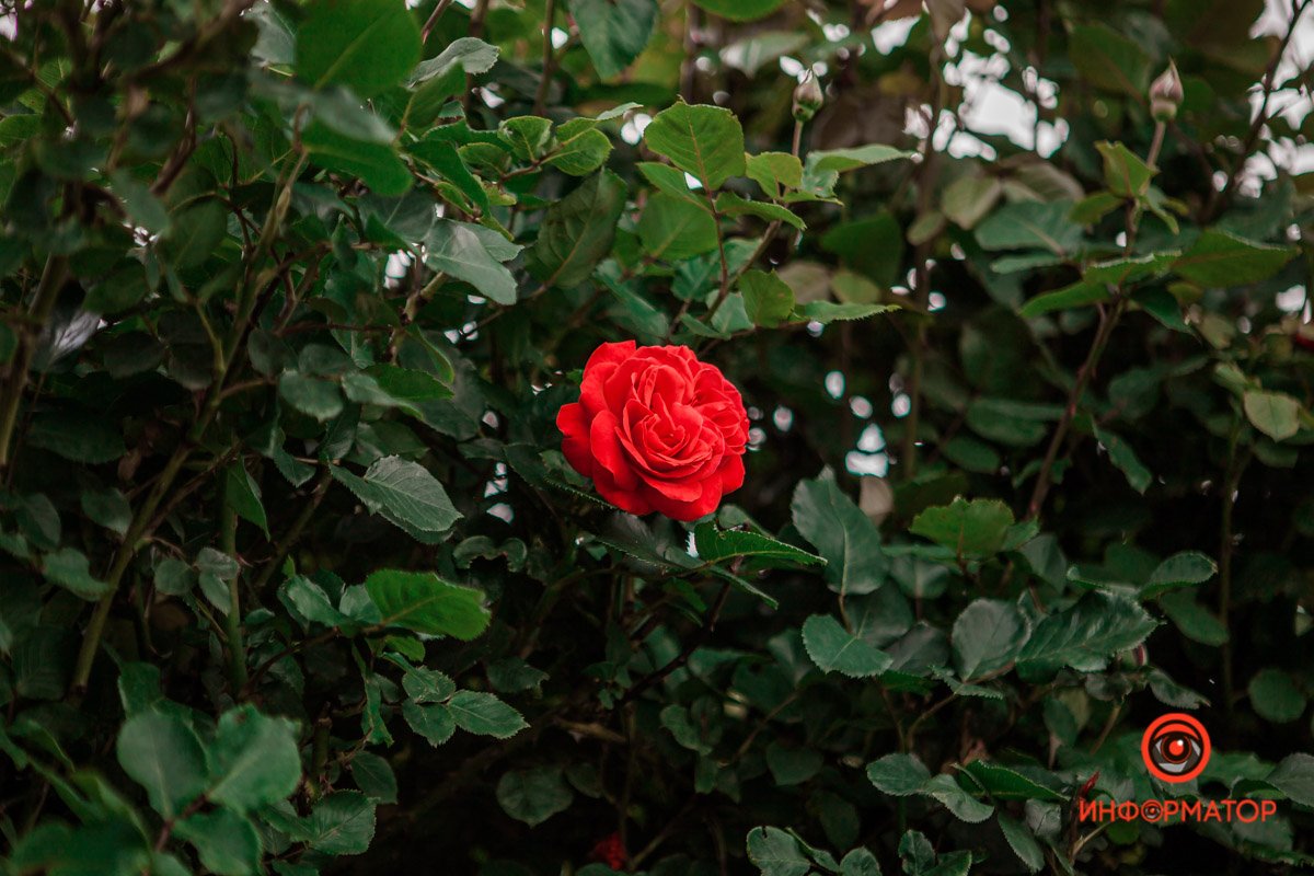 Днепр расцвел розами и ромашками 12