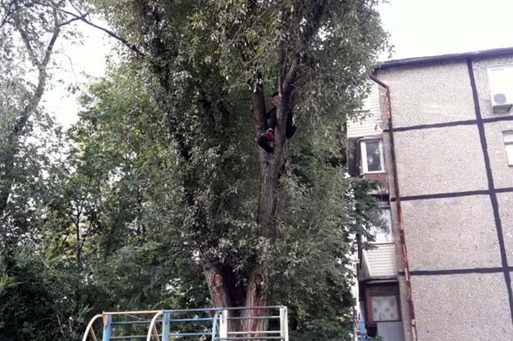 Мальчик забрался по столбу на дерево, но позже понял, что спуститься сам не сможет Мальчик забрался по столбу на дерево, но позже понял, что спуститься сам не сможет