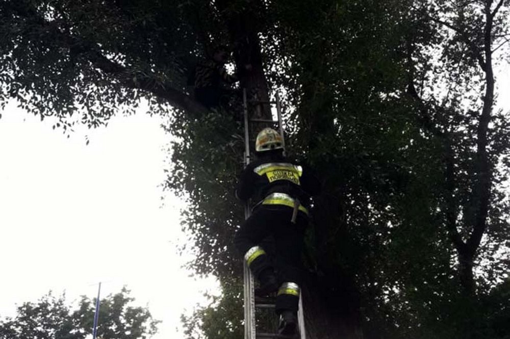 Спасатели по лестнице забрались на дерево и помогли ребенку спуститься вниз Спасатели по лестнице забрались на дерево и помогли ребенку спуститься вниз