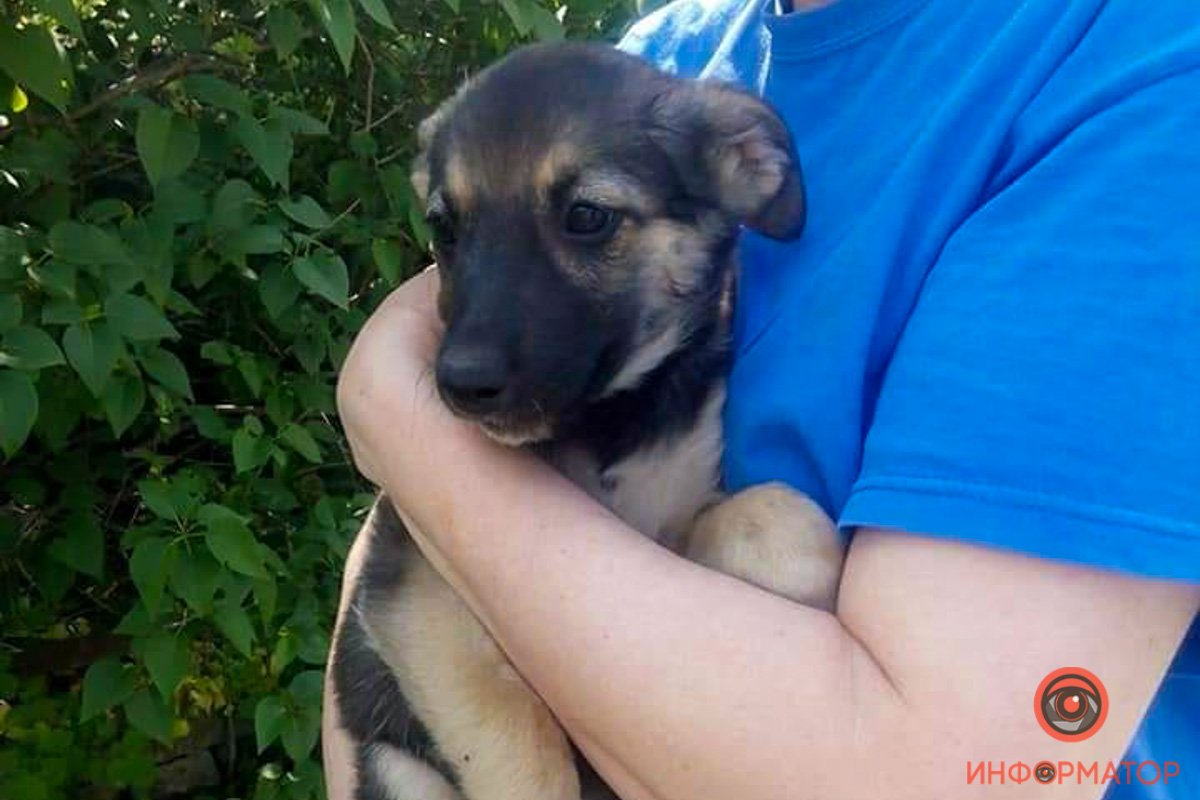 Выберите своего щеночка