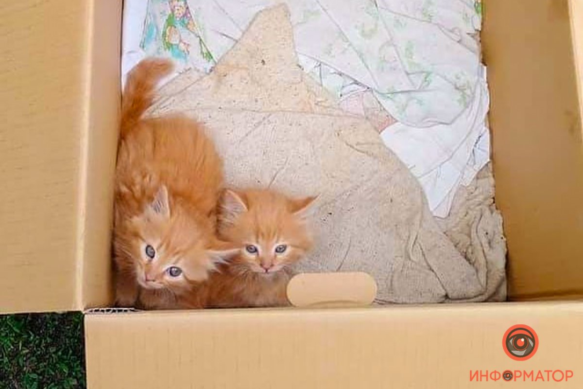 Две рыжие красавицы