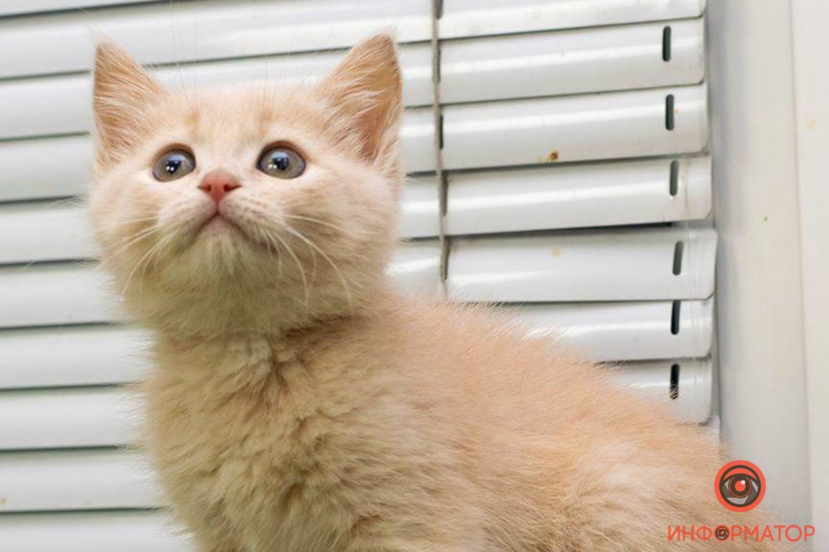 Милая Злата