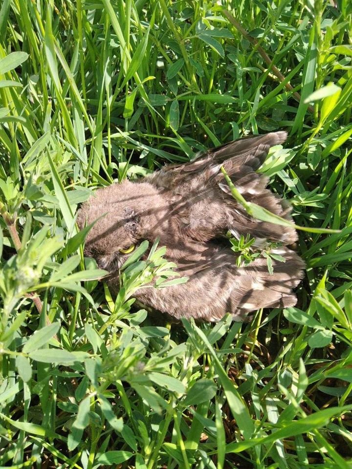 Птенчиков убрали с солнца и посадили на дерево Птенчиков убрали с солнца и посадили на дерево