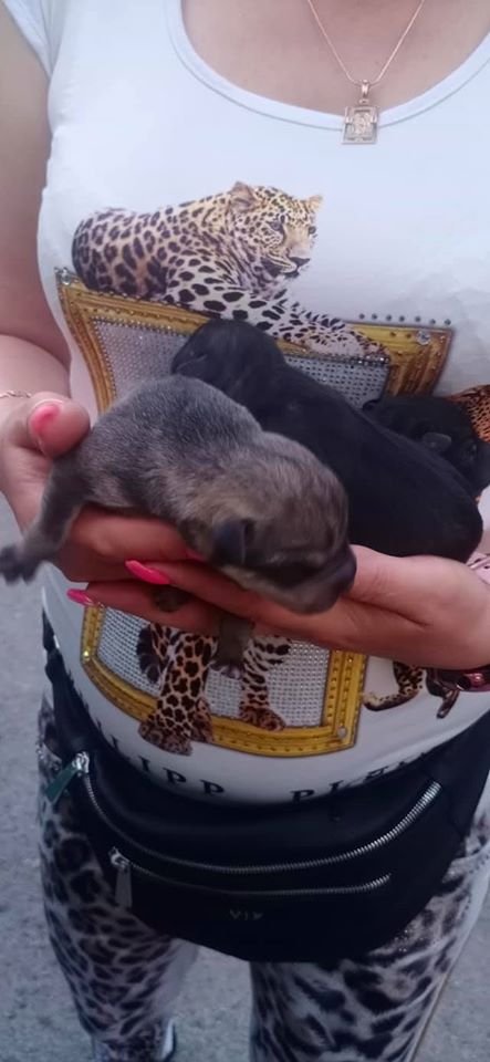 В Днепре новорожденных щенков выбросили на дорогу 1