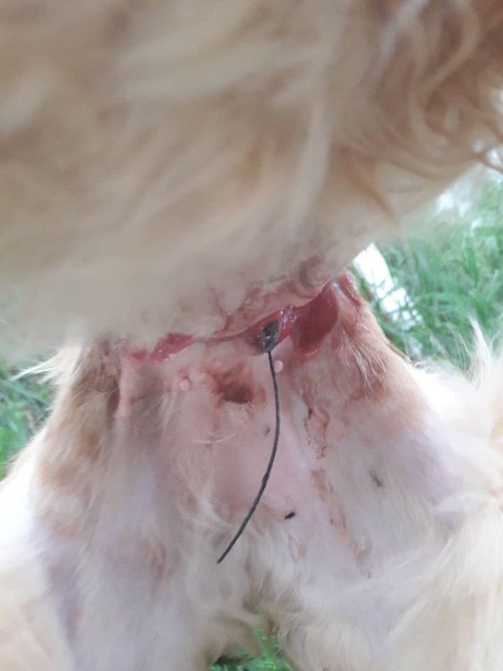 В Днепре кота обмотали стальной проволокой: животное едва не разрезало пополам 1