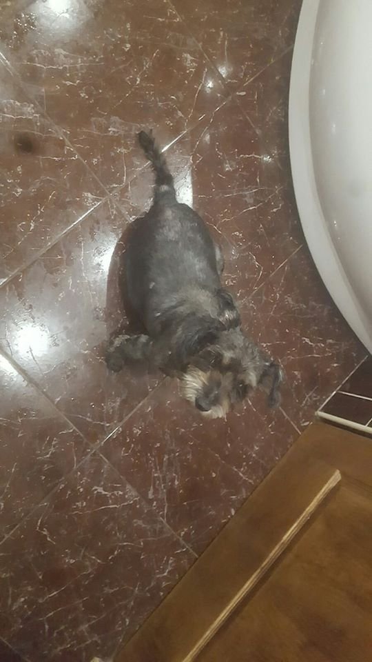 В Днепре пропало много животных: помогите найти 1